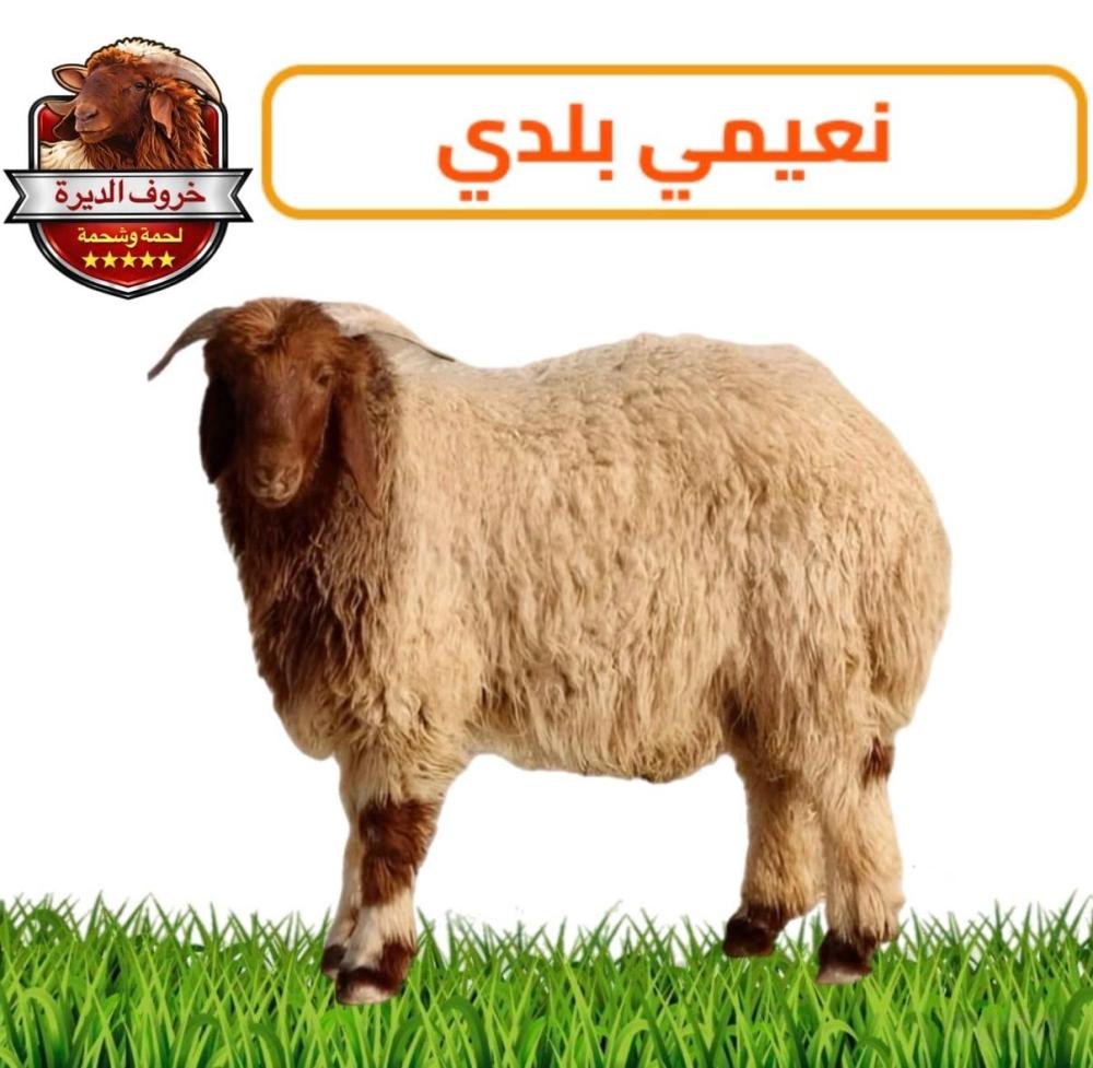 نعيمي بلدي وسط فاخر – 18-20 كيلو