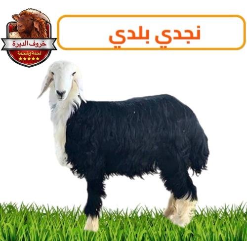 نجدي بلدي جبر ناهي – 24-26 كيلو