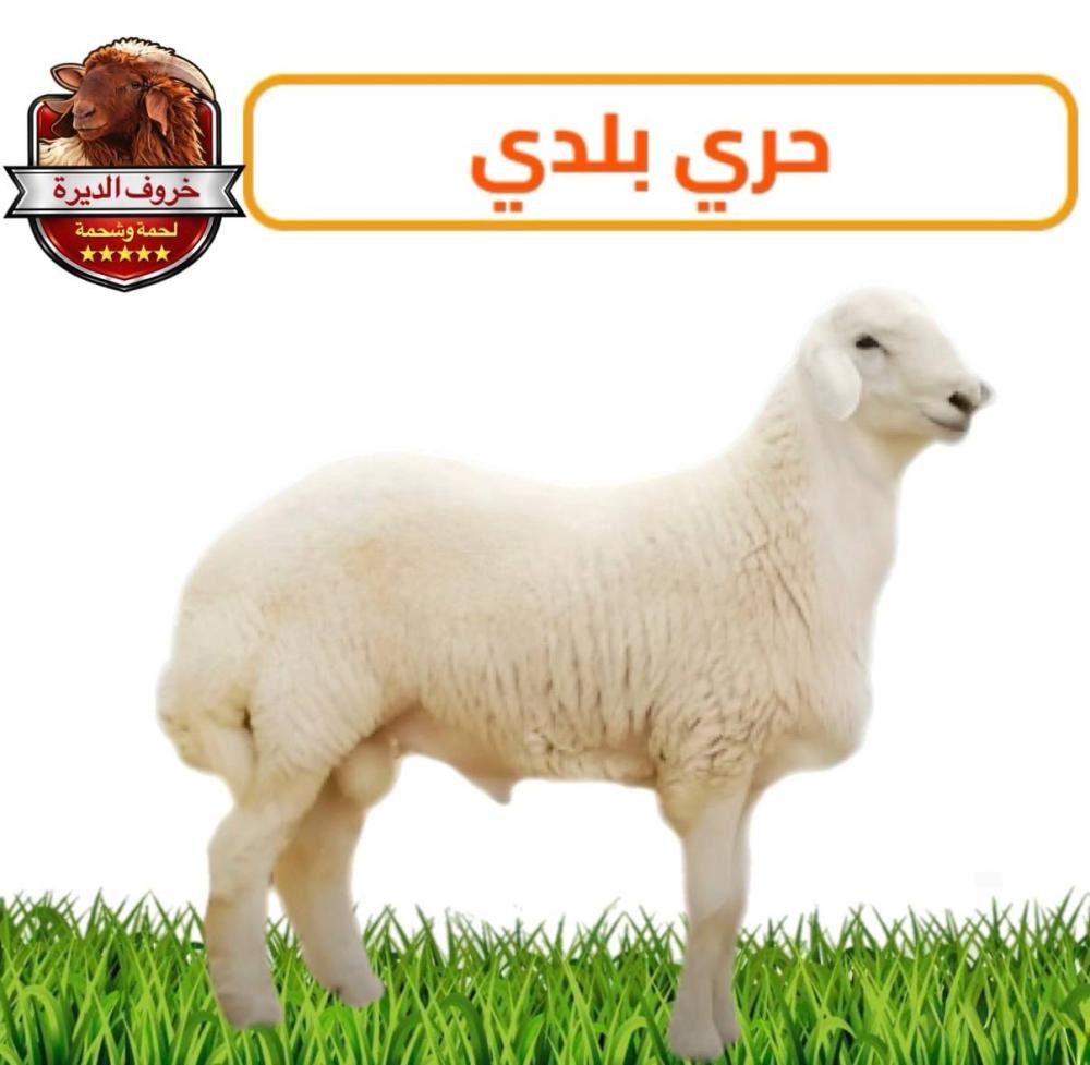 حري بلدي جدع جبر – 20-22 كيلو