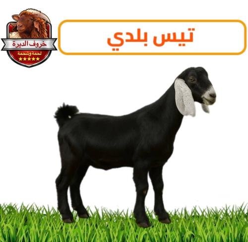 تيس بلدي عارضي لباني – 9-10 كيلو
