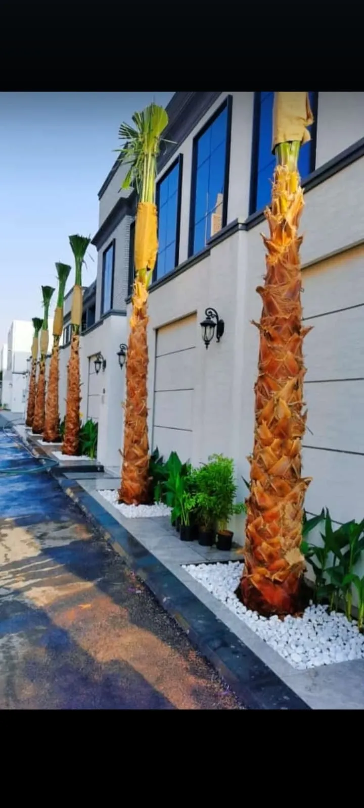 صورة رقم 1 – مزرعة نخيل الرياض – مزرعة النخيل – زراعة وبيع جميع أنواع النخيل في الرياض وجميع أنحاء المملكة
