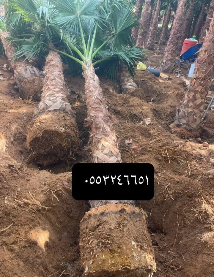 صورة رقم 2 – مزرعة نخيل الرياض – مزرعة النخيل – زراعة وبيع جميع أنواع النخيل في الرياض وجميع أنحاء المملكة