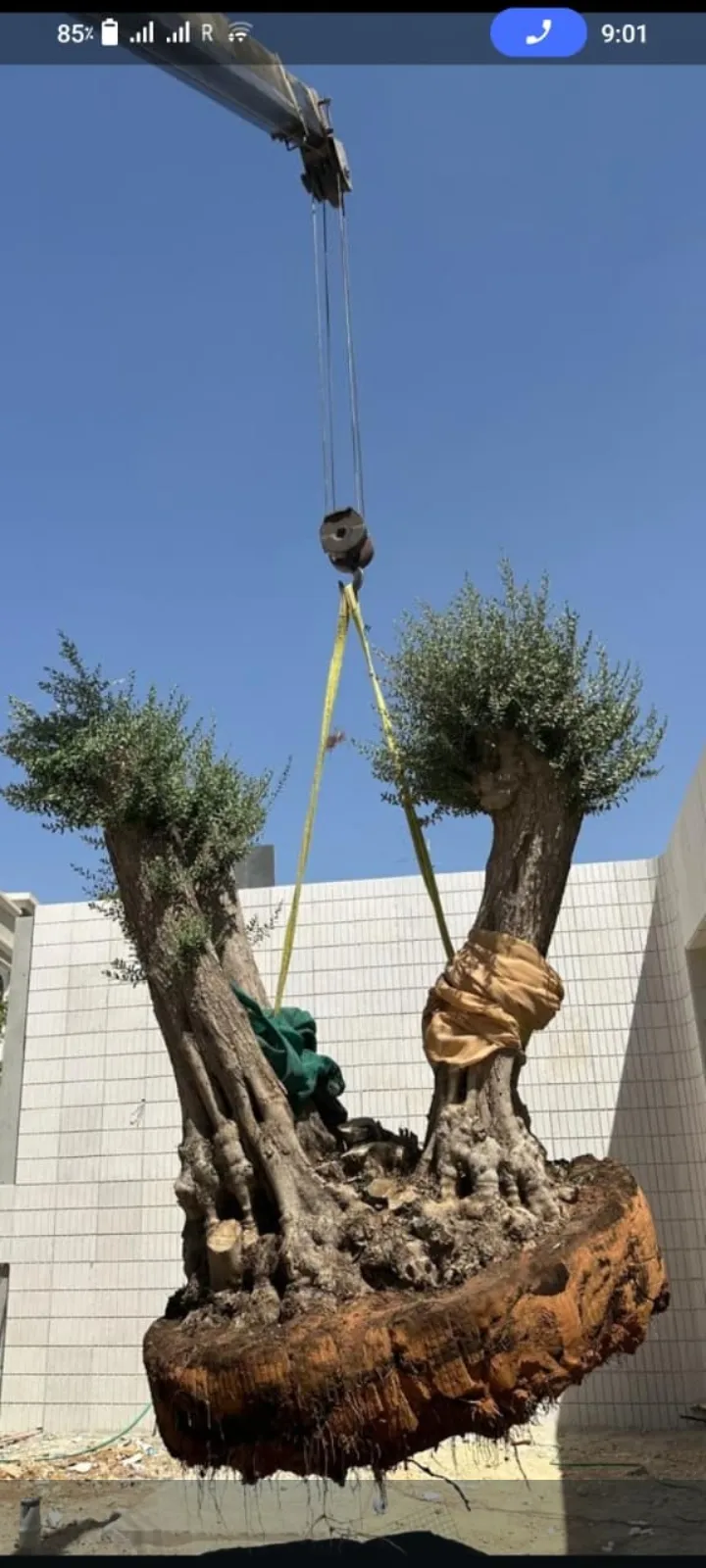 صورة رقم 3 – مزرعة نخيل الرياض – مزرعة النخيل – زراعة وبيع جميع أنواع النخيل في الرياض وجميع أنحاء المملكة
