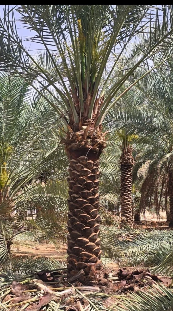 صورة رقم 4 – مزرعة نخيل الرياض – مزرعة النخيل – زراعة وبيع جميع أنواع النخيل في الرياض وجميع أنحاء المملكة