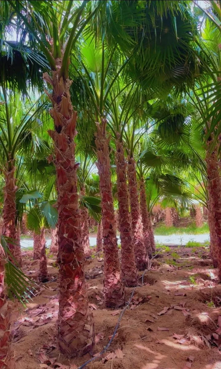 صورة رقم 5 – مزرعة نخيل الرياض – مزرعة النخيل – زراعة وبيع جميع أنواع النخيل في الرياض وجميع أنحاء المملكة