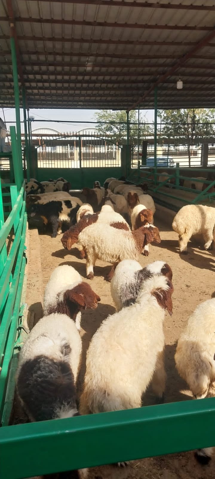 خروف الديرة | توصيل ذبايح ولحوم بلدية بالرياض